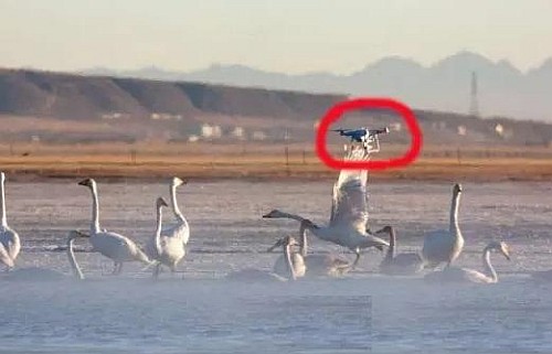 疑似 DJI Phantom 空拍機飛入青海湖在天鵝群上空向右飛。