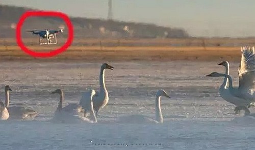 疑似 DJI Phantom 空拍機飛入青海湖在天鵝群上空向左飛。