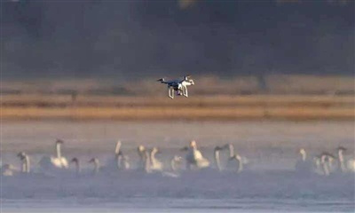 網上熱傳照片：疑似 DJI Phantom 空拍機驚擾青海湖天鵝