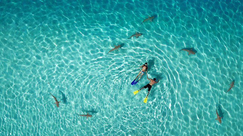 一大片留白的海面，中央點綴著一雙泳客，周遭再伴以８尾小鯊魚，構圖上變得生動有趣得多。