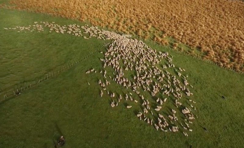 空拍羊群心理造成的瘋狂構圖，令人驚嘆。