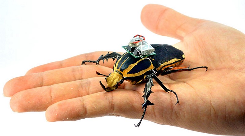 經改造為生物無人機的甲蟲，事後仍可生存 5 至 6 個月。