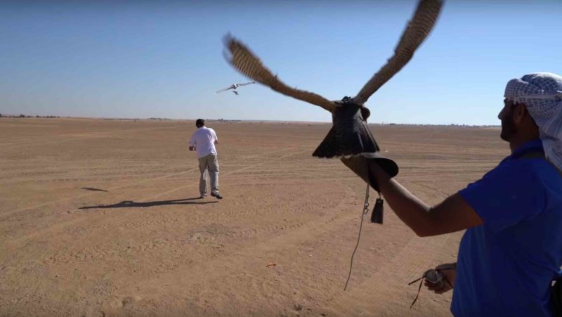杜拜用無人機訓練獵隼。
