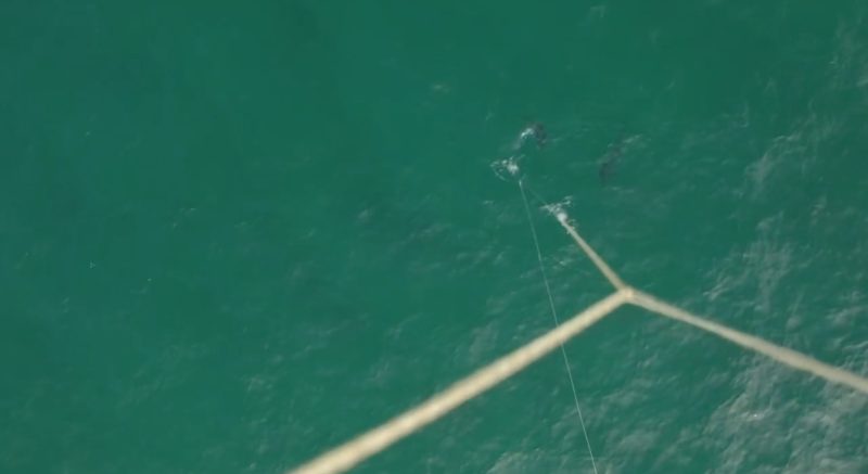 無人機拍下吞拿魚上釣掙扎的過程。