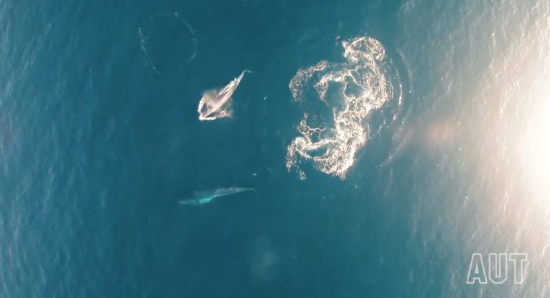 一大一小的布氏鯨在海面覓食。