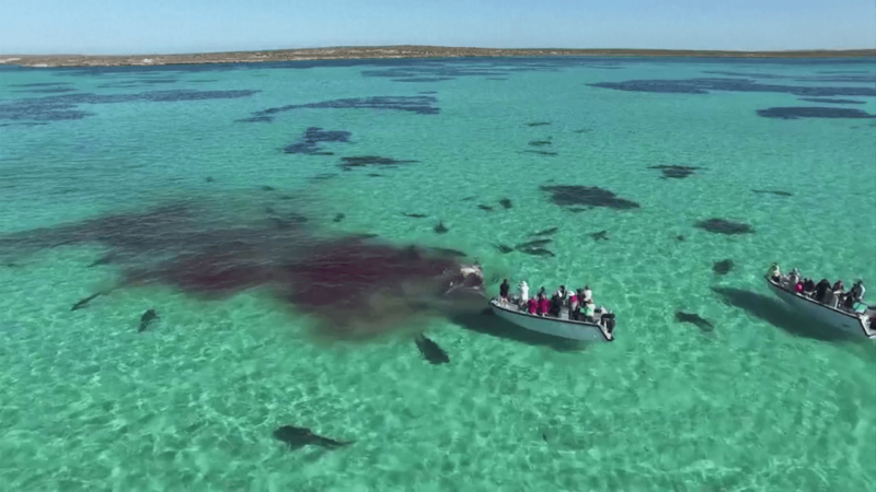 旅行團意外航拍到鯊魚分屍鯨魚的血腥場面。