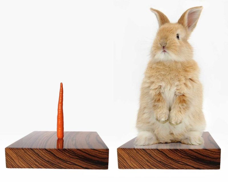 Rabbit Stand：Bart Jansen 偶爾也會創作看上來較普通的作品──據悉這是令兔子無法逃走的裝置。