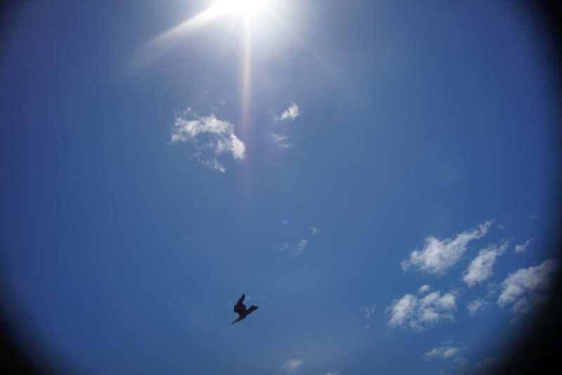 楔尾鷹襲擊無人機（Rick Steven 照片）