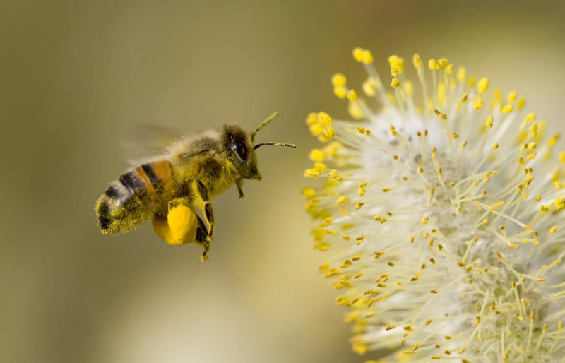 蜜蜂提取花粉