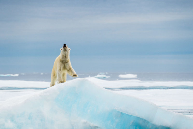 Polar bear hunting