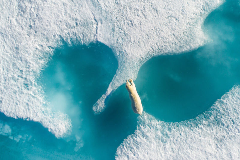 Above the polar bear｜By Florian Ledoux｜加拿大巴芬島