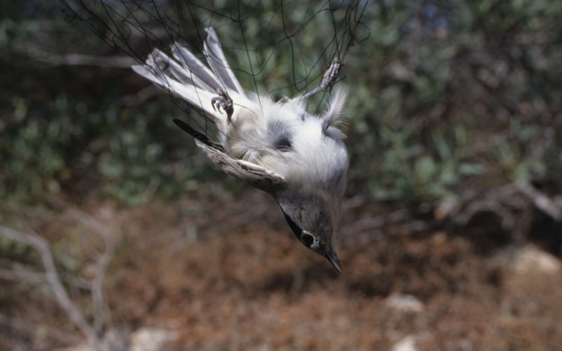 1 隻歐亞鶯不幸被擒霧網內。