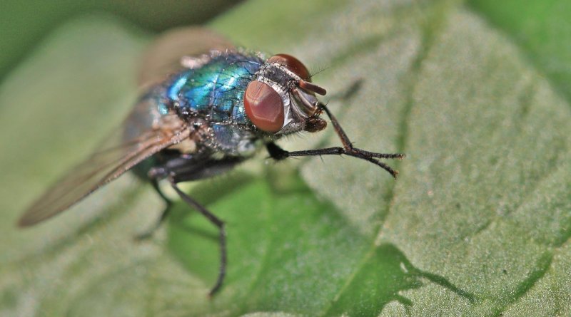 昆蟲複眼透過感應動態增強視力