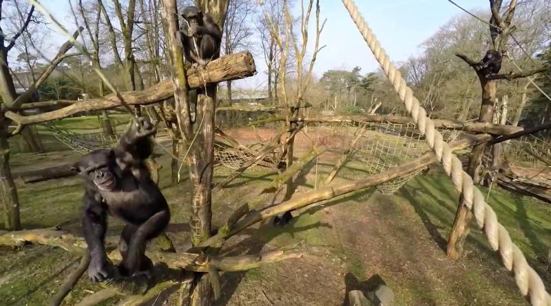 黑猩猩揮低無人機