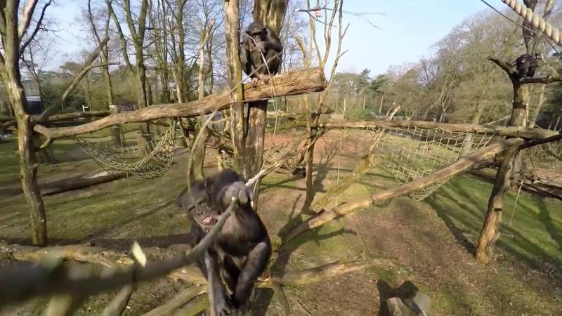 黑猩猩 Tushi 手執 180 厘米柳枝