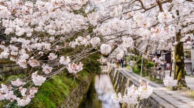 京都哲學之路櫻花