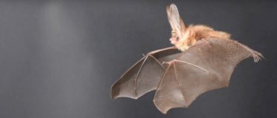 蝙蝠大耳朵 啟發無人機革新航空動力技術