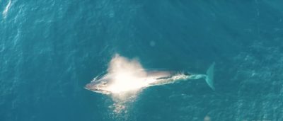 布氏鯨 航拍機 新西蘭