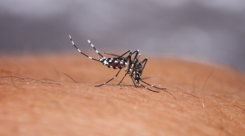 埃及斑蚊（Aedes aegypti）