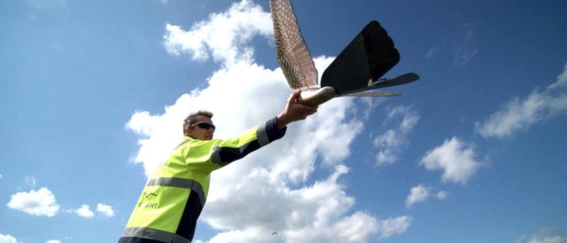 Robird 鷹形無人機拯救機場乘客