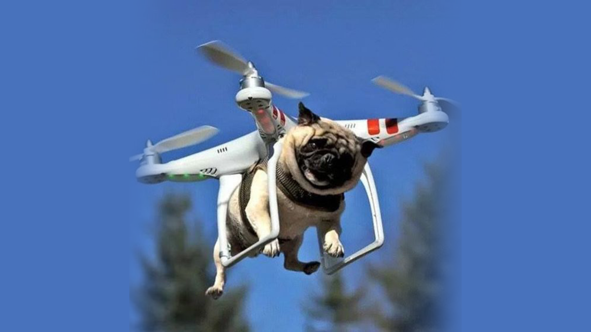 Dog_Fly_on_Drone