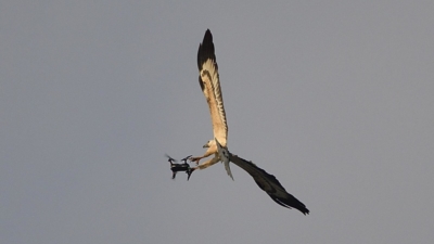 白腹海鵰西貢「怒」擒 Mavic Air 航拍機　引發生態安全討論