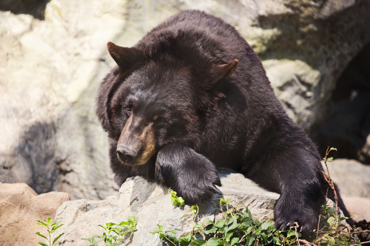 黑熊 4 周內對航拍機感習慣　最新研究：動物或會適應無人機存在