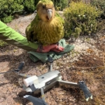 快！　科學家以無人機運送瀕危鴞鸚鵡精液　人工受孕助保育