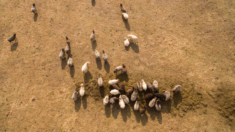 無人機助新西蘭農民放牧　既省時又可定位羊群