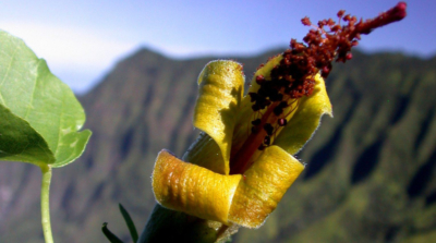 無人機飛越夏威夷懸崖峭壁　尋獲絕種植物