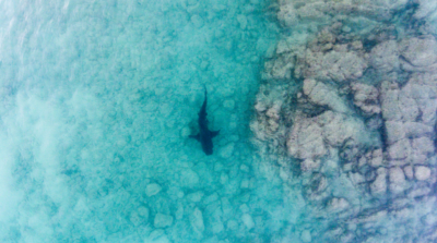 無人機收集鯊魚出沒數據　350 名人員接受飛行操作培訓