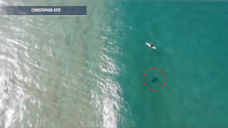 鯊魚游向衝浪客　澳男用無人機揚聲系統喊：馬上撤離