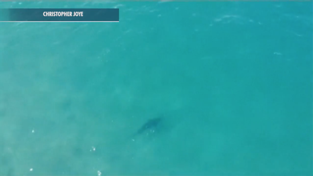 鯊魚游向衝浪客　澳男用無人機揚聲系統喊：馬上撤離