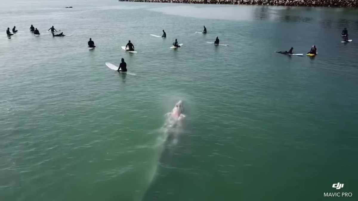好奇鯨魚寶寶游好奇鯨魚寶寶游向衝浪客噴水擺尾　航拍紀錄珍貴時刻向衝浪客噴水擺尾　航拍紀錄珍貴時刻