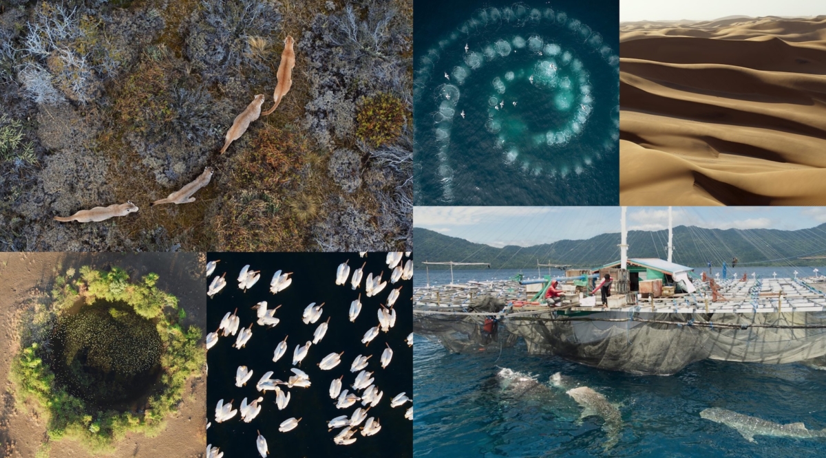 BBC 播映七大洲自然紀錄片　無人機助捕捉神奇時刻和奇觀
