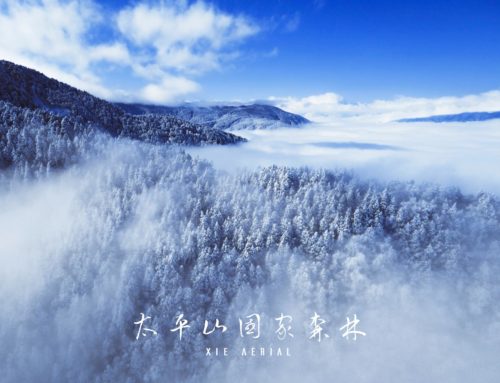 【附影片】寒流再襲！　達人空拍太平山雪白世界　看見台灣高冷美