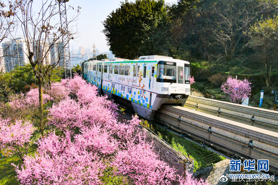 重慶「開往春天的列車」被空拍機撞到逼停　因為涉事路段太美了嗎？