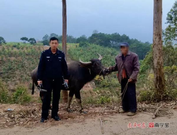 家裡牛馬走丟？不要怕！　民警出動無人機成功「尋牛找馬」